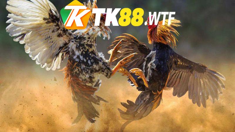 Cơ hội đặt cược linh hoạt và phong phú